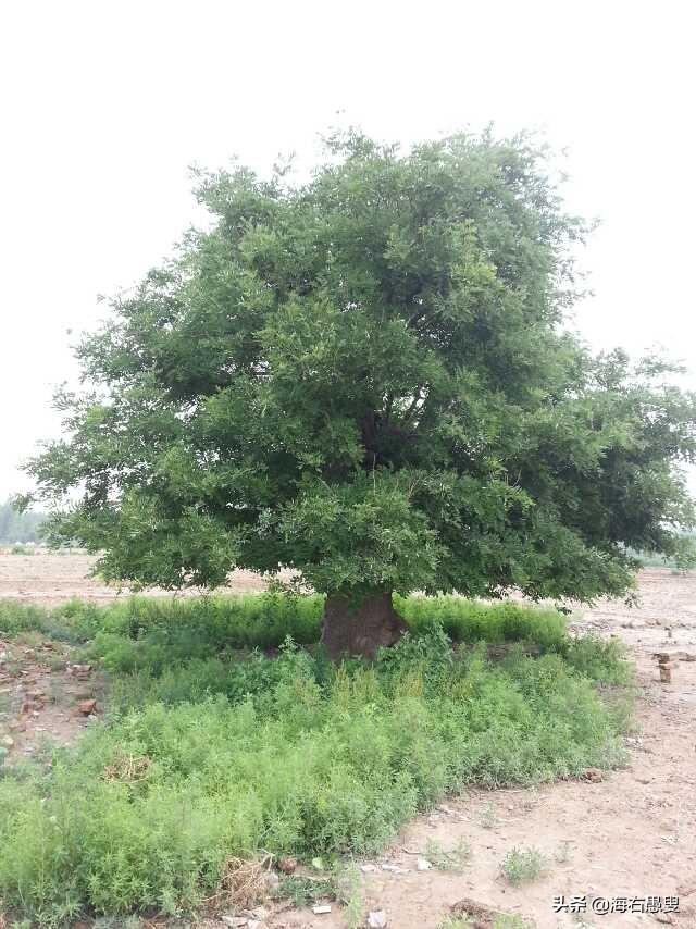 张王屯的变迁与古槐情怀