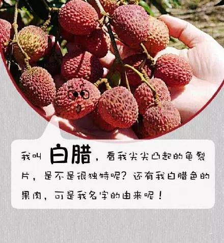 荔枝品种，你吃过几样？