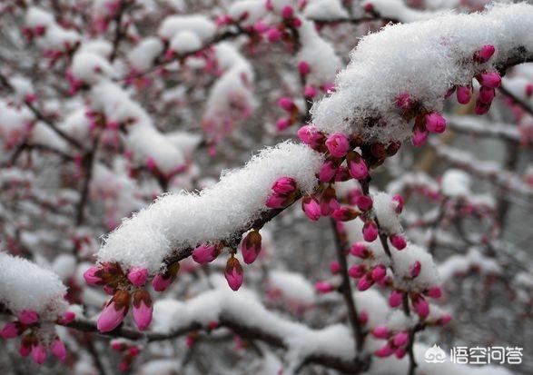 农村老人说今年大年三十立春，明年是"寡妇年″要注意"倒春寒"，这种说法有道理么？