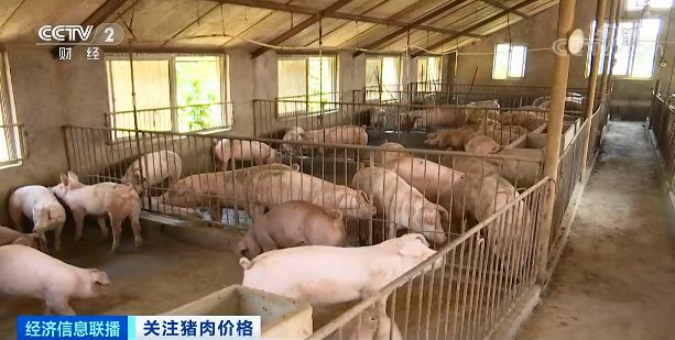 集中出栏！猪肉价格一路下行 稳“猪”！国家打出“组合拳”