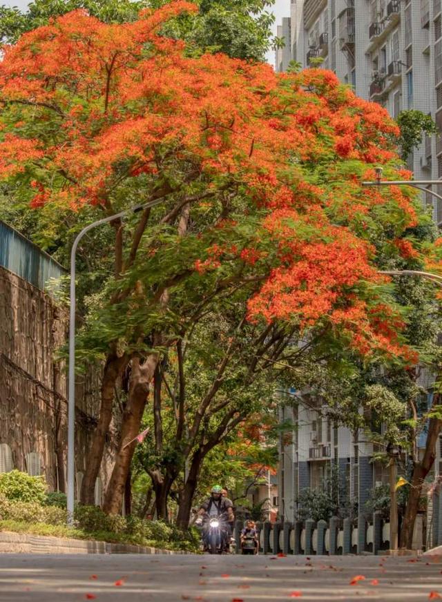 中国唯一以花命名的城市，甜翻了