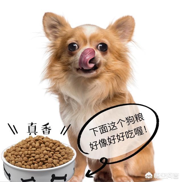 哪些情况下，狗狗的名字是不能随便喊的？