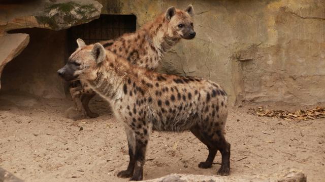 上海动物园斑鬣狗家族添新丁，幼仔已与游客见面