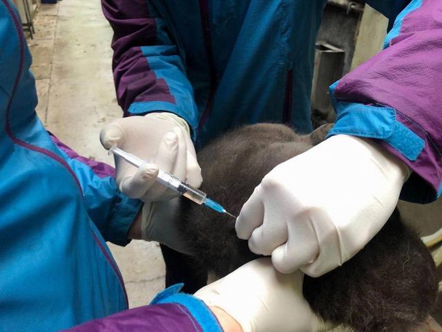 上海动物园斑鬣狗家族添新丁，幼仔已与游客见面