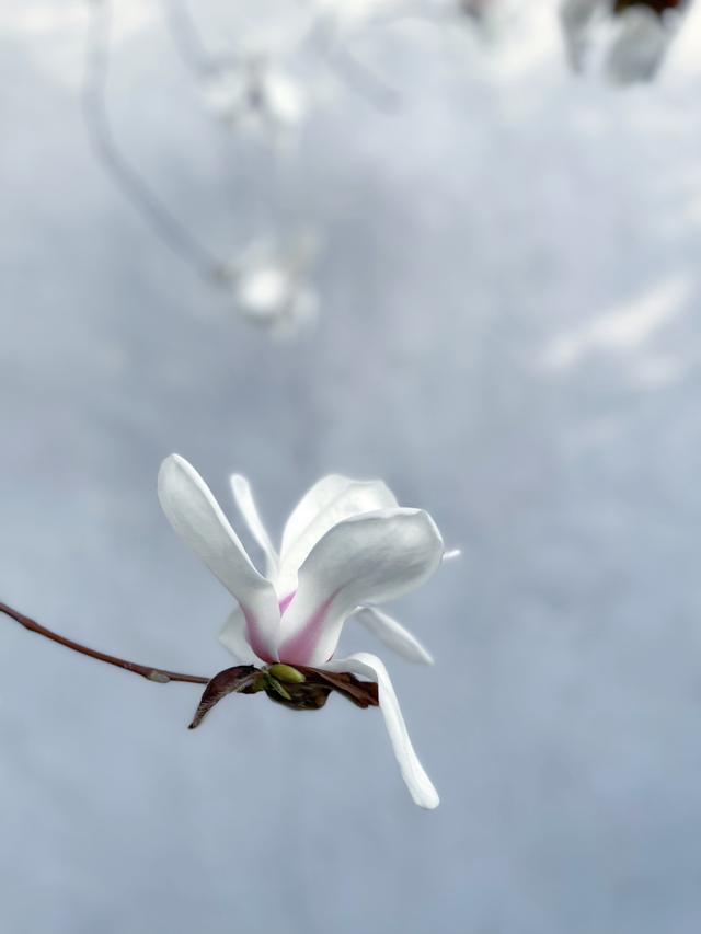 故宫花信｜玉兰：不随红紫逞鲜秾，偏留一种庄严相