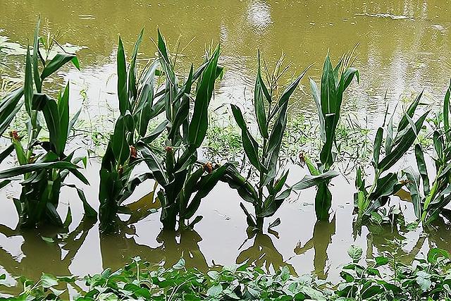 “七月最怕雨连天，秋老虎在也枉然”，七月下雨不好？看看就知道