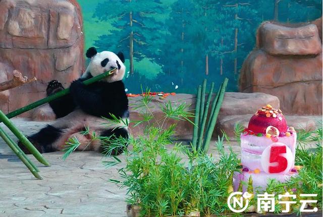 萌翻全场！大熊猫“绩美”“绩兰”在南宁过5岁生日啦