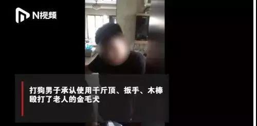 金毛护主被打死，老主人病倒！打狗者被刑拘，惩罚真的过重吗？