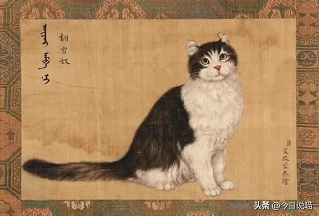 乾隆的御猫都叫什么名字？审美不怎么样，给猫取的名字竟然蛮好听