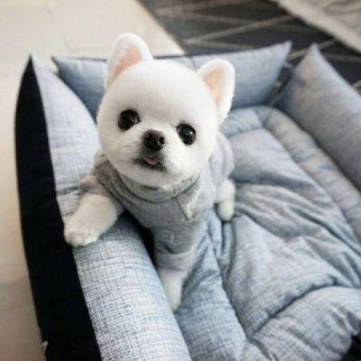 雪球白色的宠物狗的名字恬静乖巧又粘人-可爱点