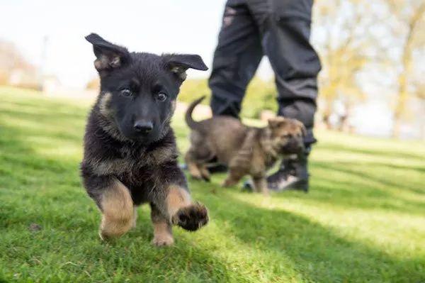 这些狗狗没当上警犬的原因，就是太乖、太活泼、太可爱了