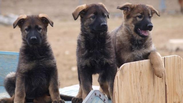 这些狗狗没当上警犬的原因，就是太乖、太活泼、太可爱了