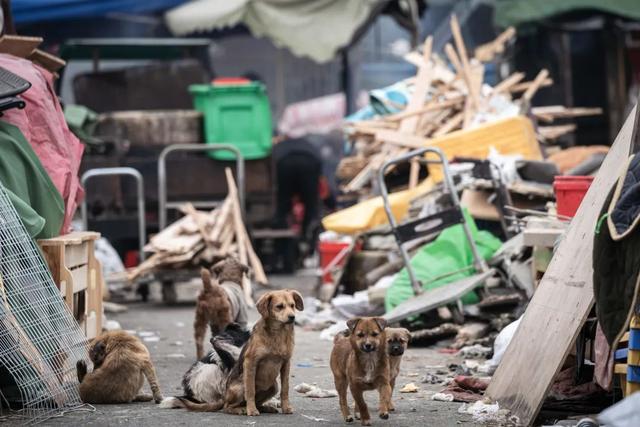 这些狗狗没当上警犬的原因，就是太乖、太活泼、太可爱了