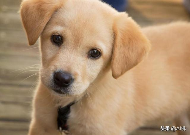 美国最受欢迎的100组小狗名字
