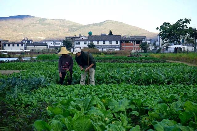 他从小逃课、辍学、周游天下，最后却隐居在乡下种田养猪