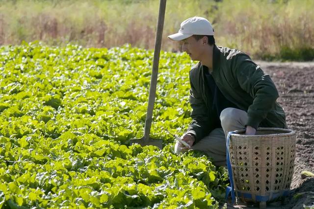 他从小逃课、辍学、周游天下，最后却隐居在乡下种田养猪