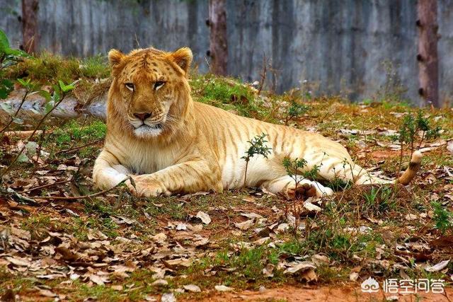 为什么说“驴下骡子猪下象”？