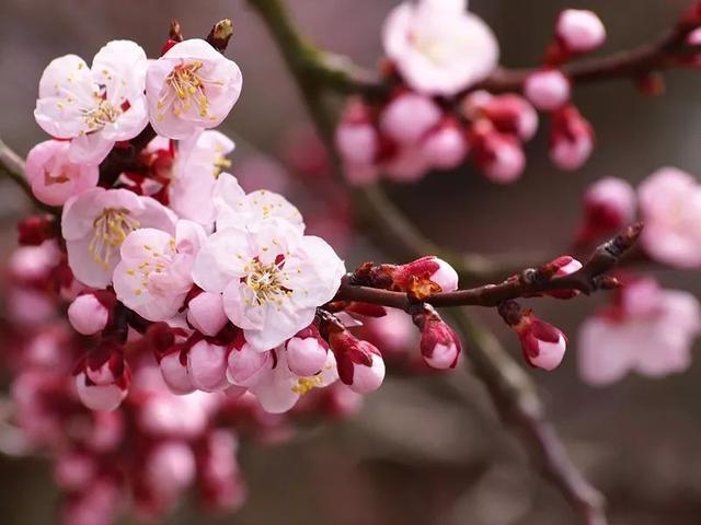 花朝麦秋小阳春 来感受下各月雅称里的寒来暑往秋收冬藏