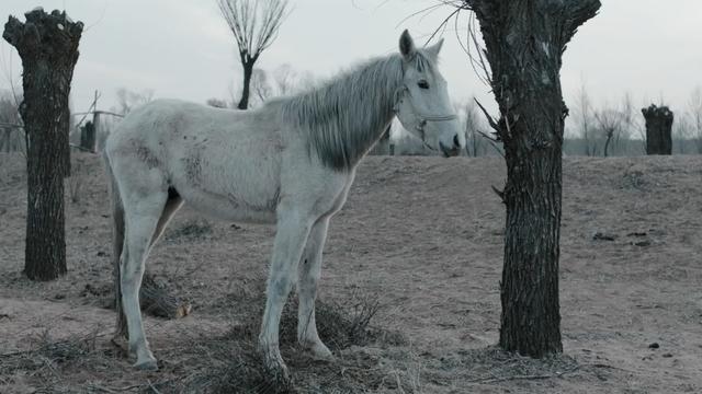 导演周子陽谈《乌海》风格：有超现实恐龙雕塑，也有接地气吵架