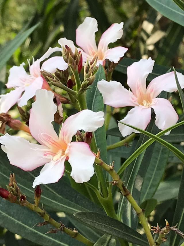 春天路边爆开花，常见的30种花，高手只能认识20种