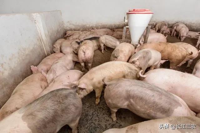仔猪价高，今年五六月份能育肥吗？