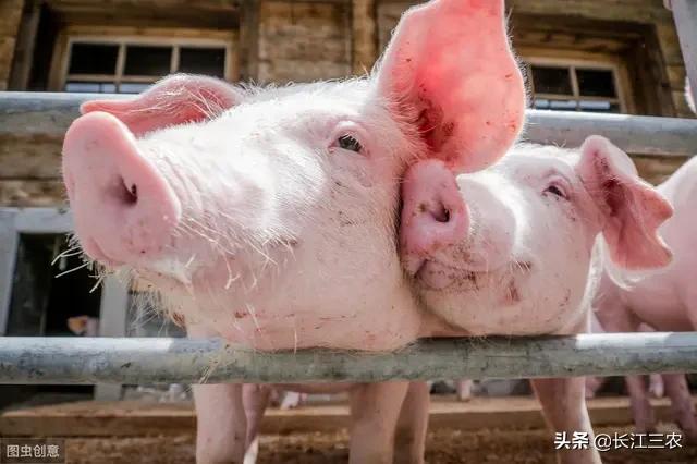 仔猪价高，今年五六月份能育肥吗？
