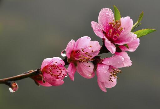 炅香之桃花劫