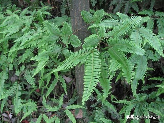 这些植物都叫什么名字？