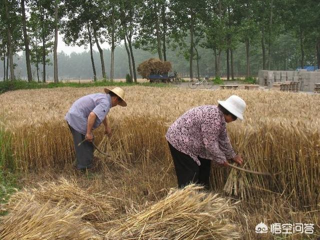 “五月宜旱不宜雨，六月连阴吃饱饭”是指啥？对农业生产有用吗？