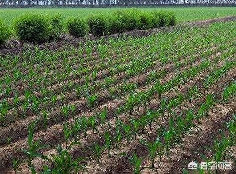 “五月宜旱不宜雨，六月连阴吃饱饭”是指啥？对农业生产有用吗？