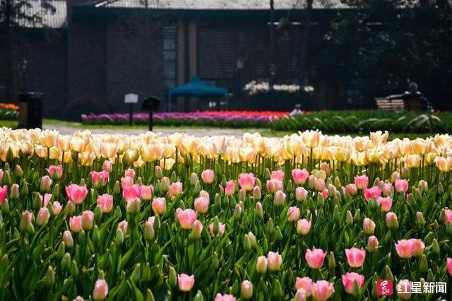 寻找最年味｜春节来千年古县蒲江感受地道成都“年味儿”