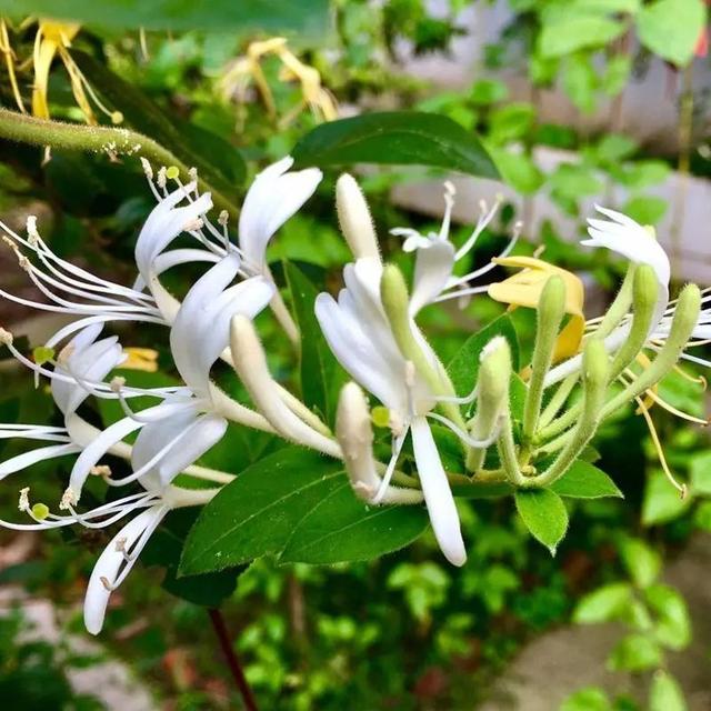 植物命名规则：“大名”让世界都认识，“小名”让你印象深刻