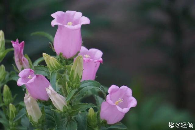 8种花是一次性的，开完就扔，别浪费时间