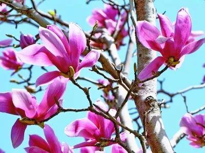 涨姿势 | 玉兰为何被称为“望春花”？北京最老的玉兰树在哪里？