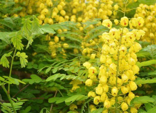 3月桃花开，三大生肖桃花运来，未来7天得一眼钟情人！