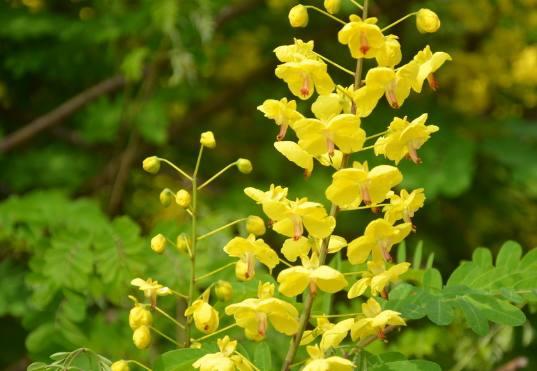 3月桃花开，三大生肖桃花运来，未来7天得一眼钟情人！