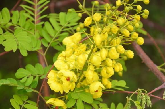 3月桃花开，三大生肖桃花运来，未来7天得一眼钟情人！