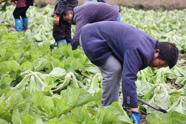 土坑酸菜后续：滞销、退货，2毛一斤，农民：我有什么错？