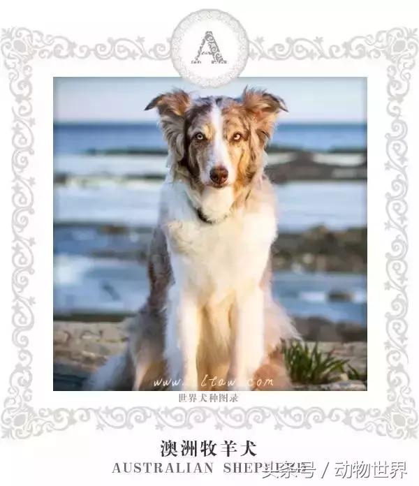 狗年特辑-世界犬种图录