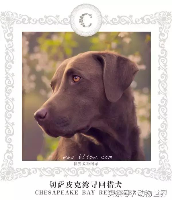 狗年特辑-世界犬种图录