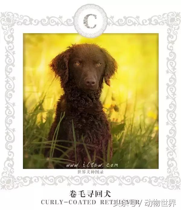 狗年特辑-世界犬种图录