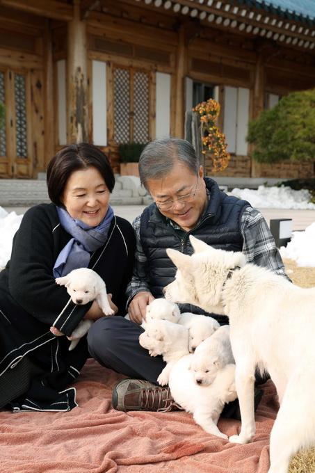 金正恩赠文在寅丰山犬产下6个宝宝 总统府将一并登记为国有财产