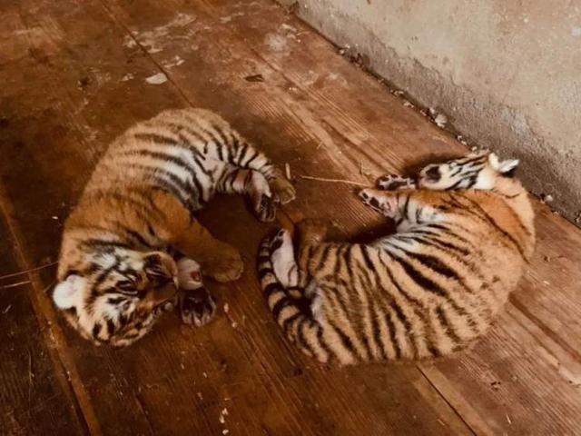 上海动物园华南虎姐弟征集名字啦！已7个月大，虎年快给他俩取个好名字吧