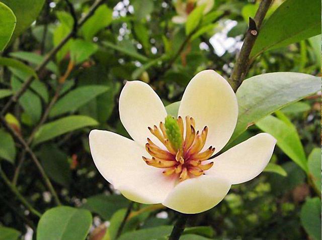 6种漂亮花，传说“不吉利”，开花太“膈应”，敢养的人不多
