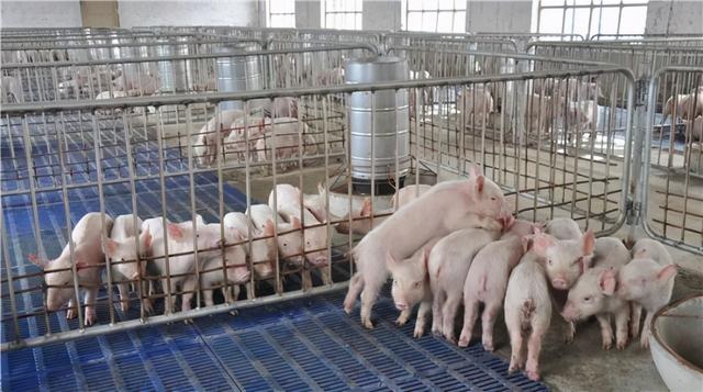 “中国猪肉价格暴跌，全球生猪市场恐慌！”专家：下半年或迎反弹