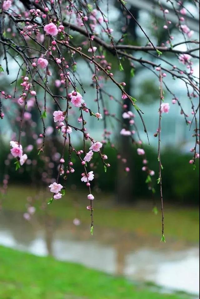 纳兰容若词里的春天，一个季节，万般相思