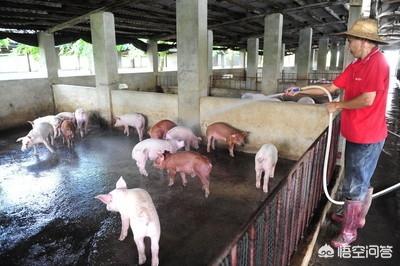 夏季养猪需要注意什么，饲料方面呢？