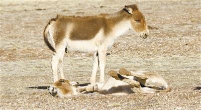 海拔4600米的生命急救——2020藏羚羊大迁徙现场报道之三