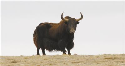 海拔4600米的生命急救——2020藏羚羊大迁徙现场报道之三