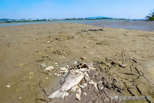 台湾干旱严重没水洗菜 部分学校供餐改即食食品